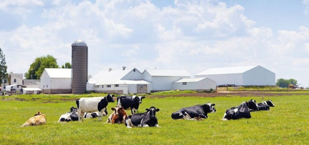 Plains Dairy Featured Image